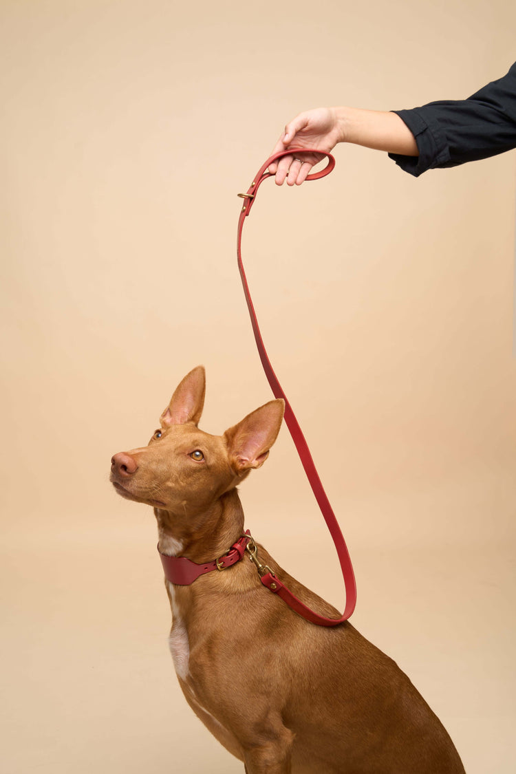Wide Red Leather Dog Collar and Leash Set - Vero