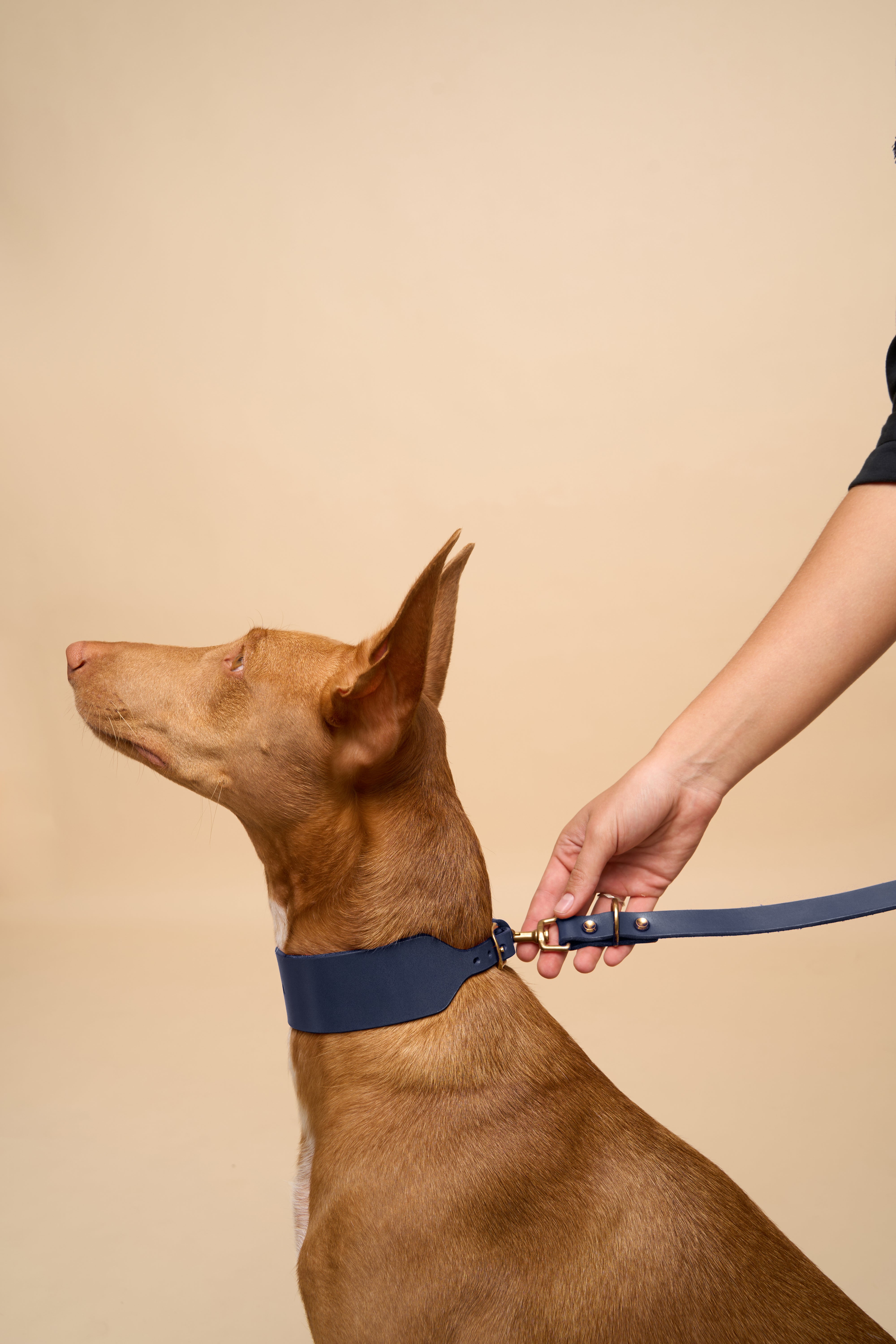 Vero Wide Blue Leather Dog Collar with matching Omni Blue Leather Dog Leash, made from premium Italian leather for secure and comfortable walks