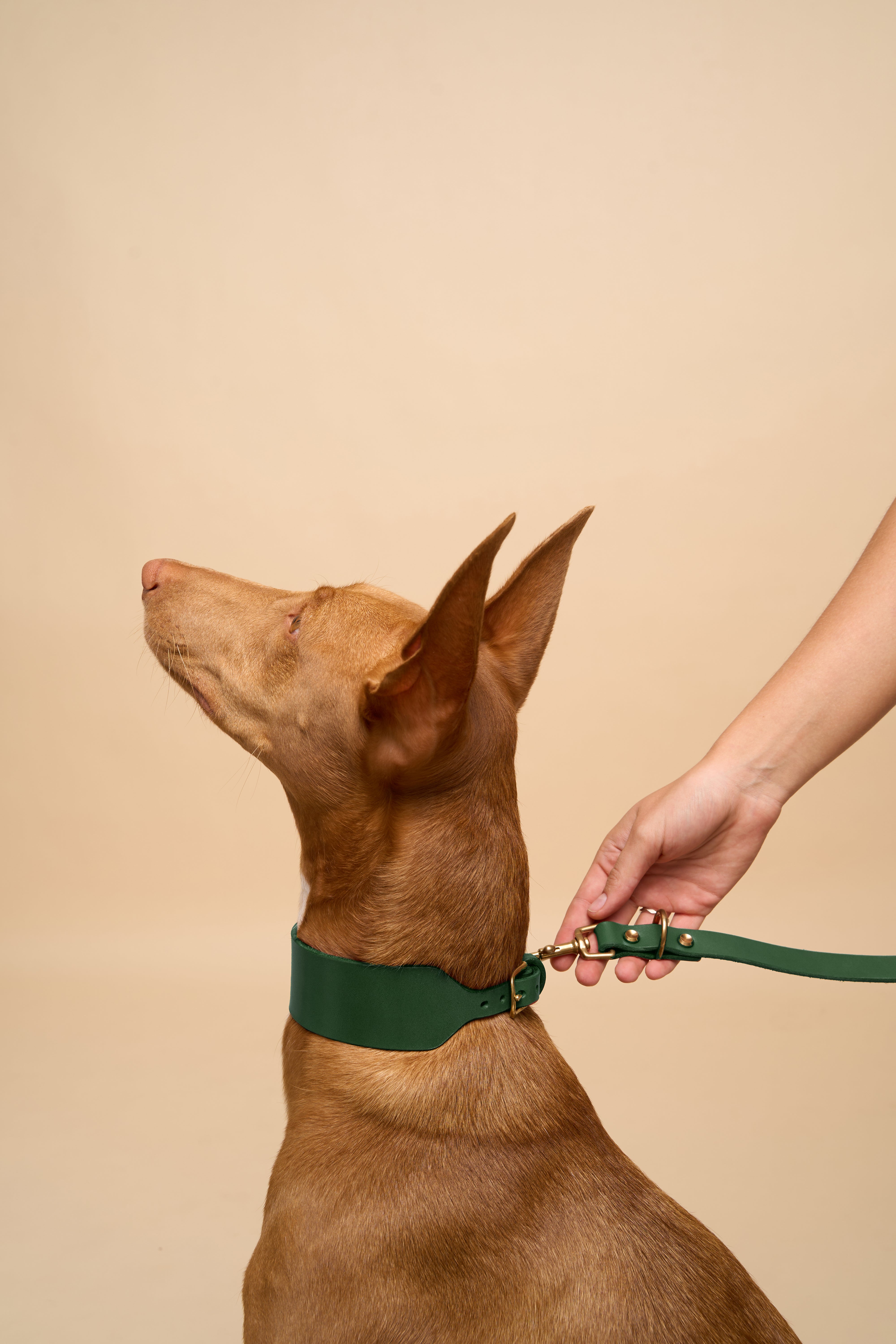 Vero Wide Green Leather Dog Collar with matching Omni Green Leather Dog Leash, designed for strength and style, crafted from premium Italian leather