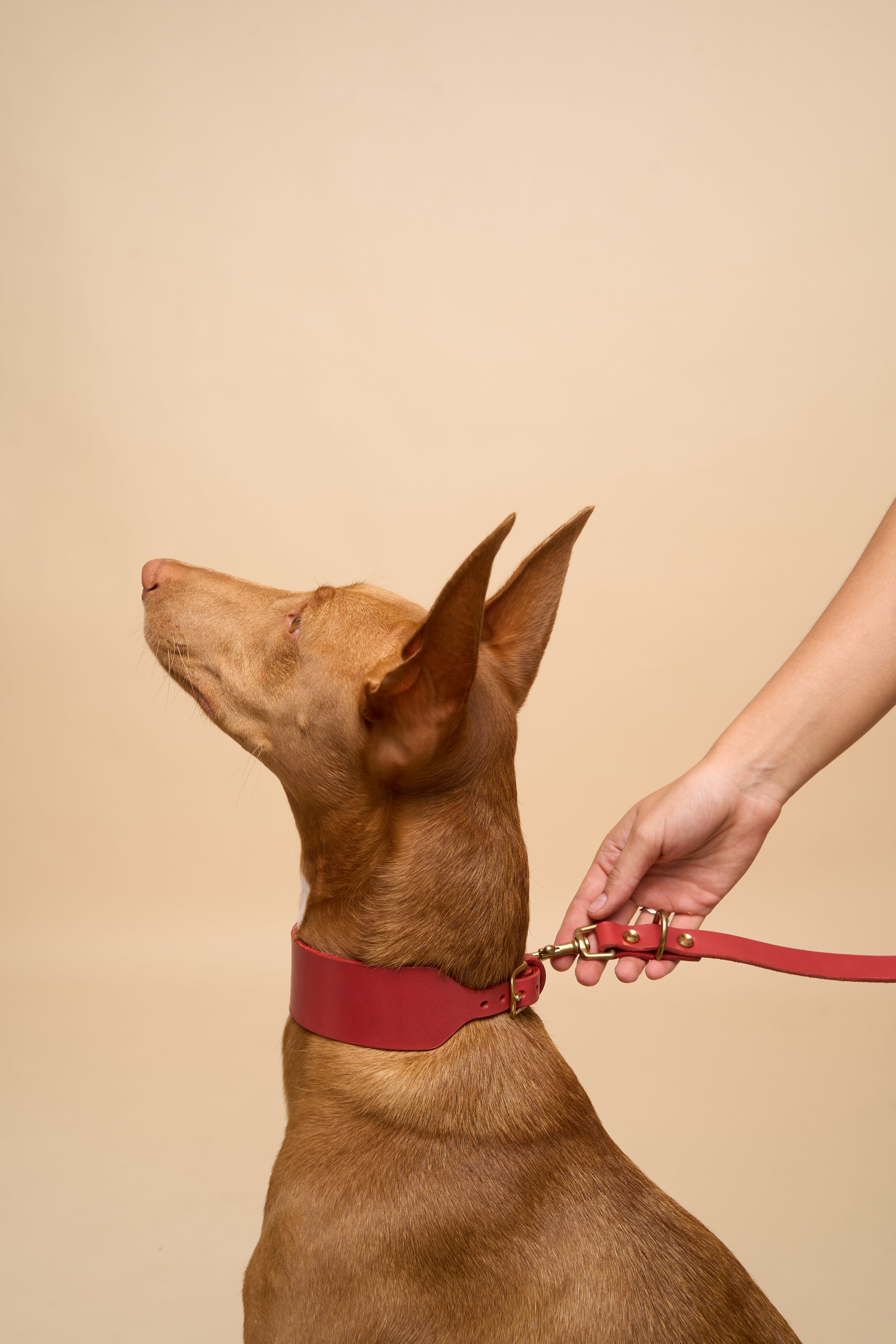 Vero Wide Red Leather Dog Collar paired with matching Omni Red Leather Dog Leash, showcasing high-quality Italian leather for large dogs