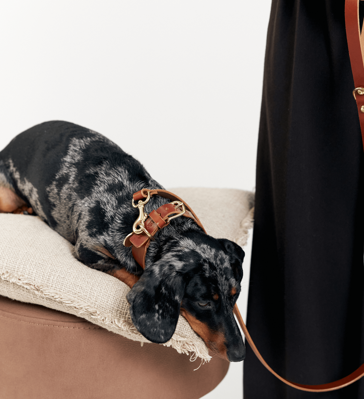 Brown Vero Classic leather dog collar with matching leash on a dog resting on a cushion