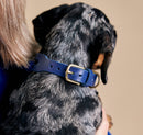 Aeris Classic Collar & Leash in Blue